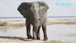 Namibia Fantastischer Etosha National Park [upl. by Ahsiemaj]