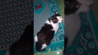 KUCING SHOLAT CHIMOT kucingsholat chimot probolinggo shortvideo [upl. by Buckie]