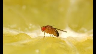 Fruit Flies infest a refrigerator in Sarasota Bradenton Florida Pest Control [upl. by Fuld846]