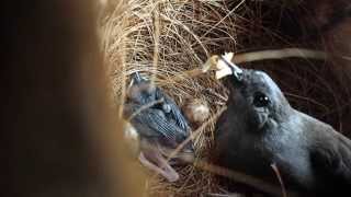 Whiterumped shama feeding chick in its nest webcam [upl. by Nayrb]