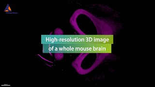 Highresolution 3D image of a whole mouse brain [upl. by Dirfliw682]