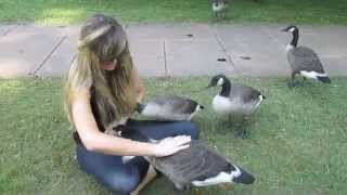 quotGrowing Up Goslingquot  My 6 Months Befriending a Family of Wild Canada Geese amp Goslings [upl. by Aicnelev]