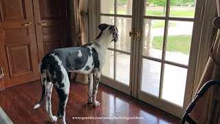 Great Dane Puppys Bark Changes From Playful To Protective [upl. by Mcclelland51]