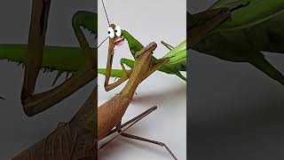 Mantis vs Mantis Epic Battle mantis [upl. by Conti]