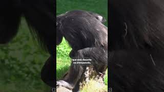 ANIMALES  Una chimpancé en Valencia se aferra a su cría muerta desde hace tres meses shorts [upl. by Nnael]