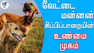 சிப்பிப்பாறையின் சிறப்பு அம்சங்கள்  Chippiparai Dog  Chippiparai dog in tamil  Chippiparai [upl. by Kappenne]