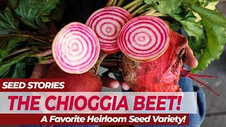 SEED STORIES  The CHIOGGIA BEET A Favorite Heirloom Seed Variety [upl. by Haronid]