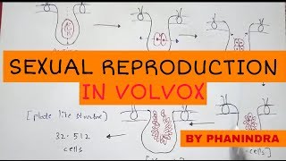 Sexual reproduction in Volvox By Phanindra guptha [upl. by Eva]