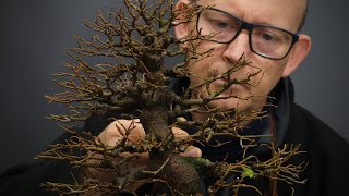 Repotting a field grown Hackberry bonsai tree [upl. by Akela]