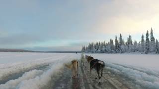 A relaxing view from the sled  Husky Dog Sledding [upl. by Collin]