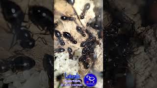 Camponotus Lateralis aguanto el duro verano shorts shortsvideo short camponotus lateralis [upl. by Aubry]