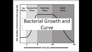 Bacterial Growth and Growth Curve  Binary Fission Budding and Conidia [upl. by Eseilanna]