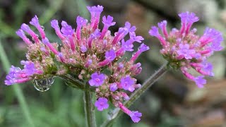 Growing Verbena Bonariensis [upl. by Sivram]