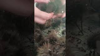 Part II Sorting Annatto fruitsAnnatto seeds quotAtsuetequot viral viralvideo viralshort viralshorts [upl. by Ennairda460]