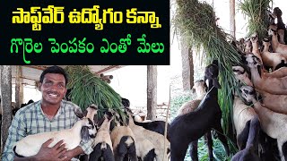 Sheep Farmer Success Story  Pottella pempakam telugu  Gorrela pempakam [upl. by Ahsitam]