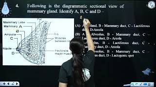 Following is the diagrammatic sectional view of mammary gland Identify A B C and D [upl. by Aihsatal]