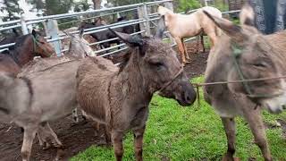 sección Caballos en la feria de Ambato Tungurahua Ecuador [upl. by Nylg657]