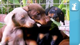 Doberman Puppies  Puppy Love [upl. by Ahsenev470]