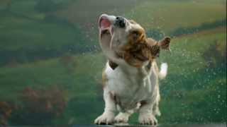 Secret Life of Dogs Basset hound shakes off water in ultra slow motion [upl. by Bonita]