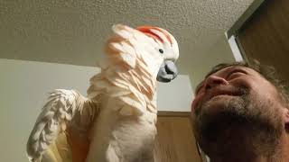 Cockatoo epic freakout warning fowl language [upl. by Anyad]