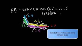 Dermatomes and Pure Patches upper extremity [upl. by Phipps732]