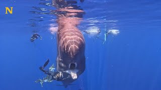 Une femme sauve une baleine géante [upl. by Wat]