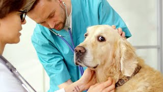 Treating Cushings Disease in Dogs [upl. by Kathie]