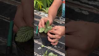 Amazing how to plant fittonia houseplants [upl. by Shih158]