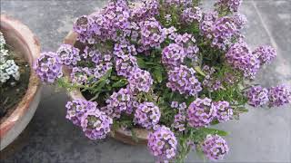 Best Ground Cover Plant Alyssum Plant  Caring Tips  UrduHindi [upl. by Becki]