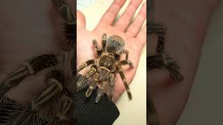 Grammostola pulchripes tarantulas spider grammostola [upl. by Marielle]