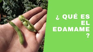 ✅ Cómo hacer EDAMAME CONGELADO ► MEJOR RECETA EDAMAMES ▶ Recetas de cocina para cenar [upl. by Kerwinn]