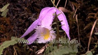 Beautiful highaltitude ground Orchid Pleione praecox in Sikkim [upl. by Ailsa]