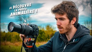 Ma première expérience en photo animalière 🦊 [upl. by Yrrap]