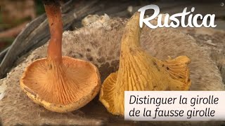 Cueillette des champignons  vraie girolle ou fausse girolle  🍄 Méfiezvous des faux jumeaux [upl. by Cates217]