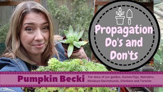 Propagating Dos and Donts for Succulents and Sempervivum [upl. by Laenahtan872]