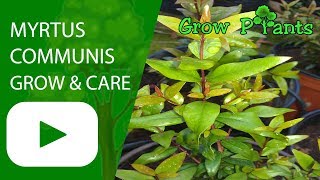 Myrtus communis  growing care and eat [upl. by Euqinommod]