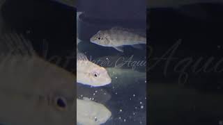 Satanoperca Jurupari  Available onlineshopping aquarium fishkeeping fish hobby [upl. by Melisandra]