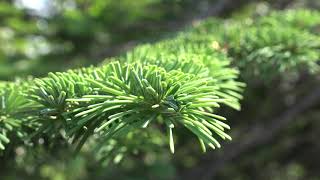 Abies amabalis Pinaceae silver fir [upl. by Nedloh]