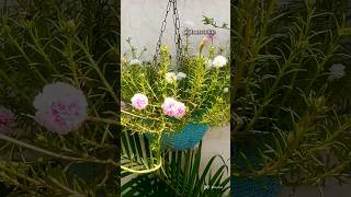 potolaka  plant short shorts summer plant flowering plant nursary plnat virel video [upl. by Marchall477]