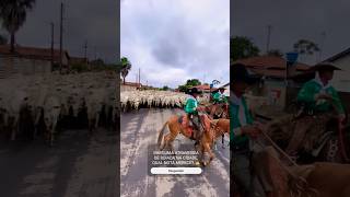 MAIS UMA ATRAVESSIA DE BOIADA NA CIDADE COMENTE 🤠 🎼 farm fazenda foconoboi agro gado boiada [upl. by Lenej]