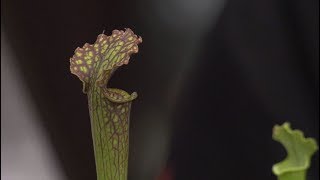 Sarracenia  plante carnivore à piège  Truffaut [upl. by Yerbua]