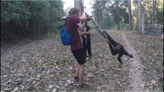 Gibbon Cute Gibbons Funny Collection [upl. by Yevad]