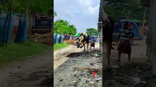 Jumping Entry of Heavy Austral Bull at Bangladeshi Cattle Market 2024  Holstein Friesian Cow 2024 [upl. by Ellednek]