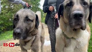 KangalHirtenhunde suchen ein Zuhause  Tierheim Esslingen [upl. by Eittik]