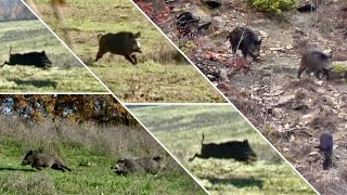 MIGLIORI MOMENTI di CACCIA al CINGHIALE  50K SPECIAL  WILDBOAR HUNTING COMPILATION [upl. by Ahseiym]