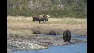 RECORD BULL MOOSE Encounters GRIZZLY enormous alaska trophy moose brown bears [upl. by Reinhart]