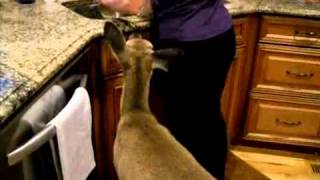 WomanDeer Moma Feeds Wild Fawn [upl. by Simmonds]