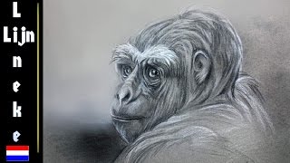 GORILLA tekenen met Houtskool en wit Pastel potlood [upl. by Leamiba435]