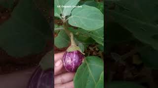 நம்ம வீட்டு தோட்டத்தில் இவ்வளவு கத்திரிக்காய் இருக்கா🤩😍😯thottamharvestseason gardening [upl. by Eleanora483]