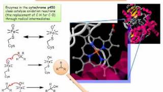 Cytochrome P450 Radicals in a Biochemical Setting [upl. by Gonagle]